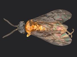   Allantunicus autumnalis nbsp;female dorsal habitus; photo by Q. Baine, WSDA 
