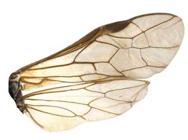   Ametastegia teneranbsp; wings; photo by P. Jones, WSDA 
