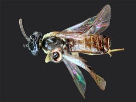   Aneugmenus flavipesnbsp; male dorsal habitus; photo by J. Orr, WSDA 
