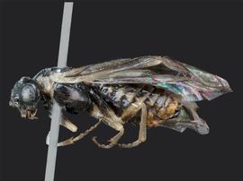   Anoplonyx occidensnbsp; female lateral habitus; photo by J. Orr, WSDA 
