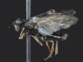   Anoplonyx occidensnbsp; male lateral habitus; photo by J. Orr, WSDA 
