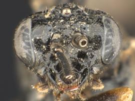   Anoplonyx occidensnbsp; male face; photo by Q. Baine, WSDA 
