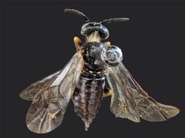   Apareophora rossinbsp; female dorsal habitus; photo by J. Orr, WSDA 
