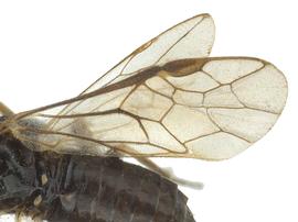   Apareophora rossinbsp; fore wing; photo by J. Orr, WSDA 
