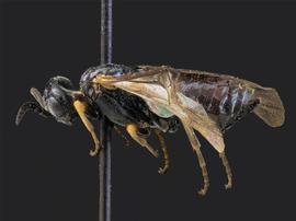   Apareophora rossinbsp; female lateral habitus; photo by J. Orr, WSDA 
