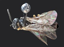   Apareophora rossinbsp; male dorsal habitus; photo by J. Orr, WSDA 
