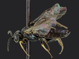   Apareophora rossinbsp; male lateral habitus; photo by J. Orr, WSDA 
