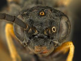   Apareophora rossinbsp; male face; photo by Q. Baine, WSDA 
