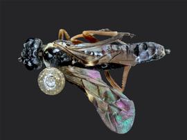   Aphilodyctium fidum nbsp;female dorsal habitus; photo by J. Orr, WSDA 
