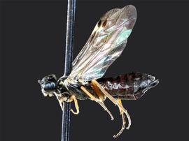   Aphilodyctium fidum  female lateral habitus; photo by J. Orr, WSDA 
