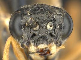   Aphilodyctium fidum nbsp;female face; photo by Q. Baine, WSDA 
