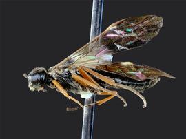   Aphilodyctium fidum nbsp;male lateral habitus; photo by J. Orr, WSDA 
