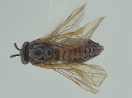   Aproceros leucopoda  female dorsal habitus; photo by C. Looney, WSDA
