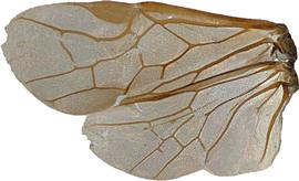   Aproceros leucopoda  fore and hind wing; photo by C. Looney, WSDA
