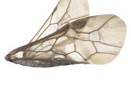   Aprosthema  sp. fore wing; photo by J. Orr, WSDA 
