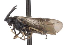   Aprosthema  sp. male lateral habitus; photo by J. Orr, WSDA 
