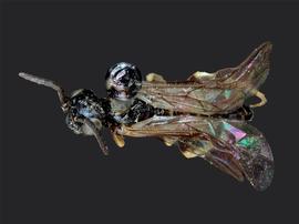   Ardis atratanbsp; male dorsal habitus; photo by J. Orr, WSDA 
