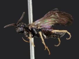   Ardis atratanbsp; male lateral habitus; photo by J. Orr, WSDA 
