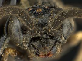   Ardis pallipesnbsp; male face; photo by Q. Baine, WSDA 
