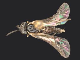   Ardis pallipes nbsp;female dorsal habitus; photo by Q. Baine, WSDA 
