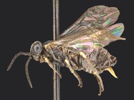   Ardis pallipes nbsp;female lateral habitus; photo by Q. Baine, WSDA 
