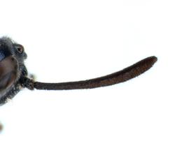   Arge sparta  antenna; photo by J. Orr, WSDA 
