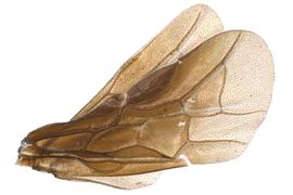   Atomacera  sp. fore wing; photo by J. Orr, WSDA 
