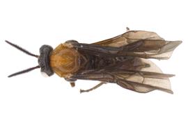   Atomacera debilis  female dorsal habitus; photo by J. Orr, WSDA 
