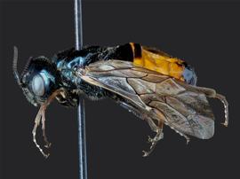   Augomonoctenus libocedriinbsp; female lateral habitus; photo by J. Orr, WSDA 
