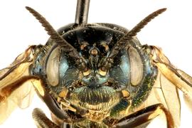   Augomonoctenus libocedrii nbsp;female face; photo by Q. Baine, WSDA 
