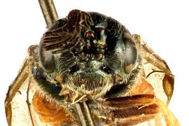   Augomonoctenus libocedrii  male face; photo by Q. Baine, WSDA 
