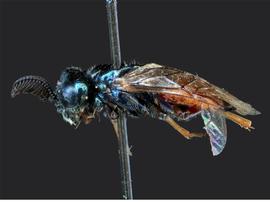   Augomonoctenus libocedriinbsp; male lateral habitus; photo by J. Orr, WSDA 
