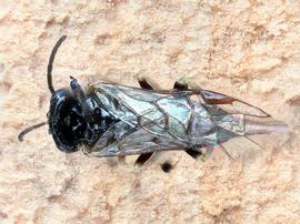   Bidigitus platani nbsp;female dorsal habitus; photo by J. Orr, WSDA 

