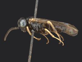   Bidigitus plataninbsp; male lateral habitus; photo by Q. Baine, WSDA 
