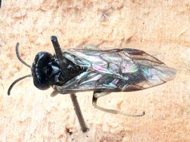   Bidigitus plataninbsp; male dorsal habitus; photo by J. Orr, WSDA 
