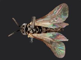   Birka nordicanbsp; female dorsal habitus; photo by J. Orr, WSDA 
