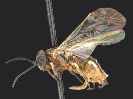   Blennogeneris coloradensisnbsp; female lateral habitus; photo by Q. Baine, WSDA 
