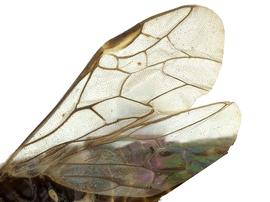   Blennogeneris gittinsinbsp; fore wing; photo by J. Orr, WSDA 
