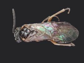   Blennogeneris  sp.nbsp;male dorsal habitus; photo by J. Orr, WSDA 
