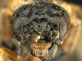   Blennogeneris spissipes  female face; photo by Q. Baine, WSDA 
