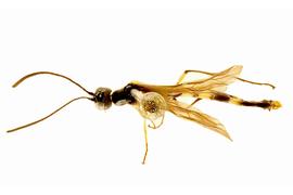   Calameuta clavata  male dorsal habitus; photo by J. Orr, WSDA 
