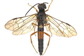   Caenocephus aldrichi  female dorsal habitus; photo by Q. Baine, WSDA 
