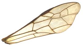   Caenocephus aldrichinbsp; fore wing; photo by Q. Baine, WSDA 
