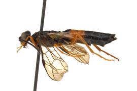   Caenocephus   aldrichi  female lateral habitus; photo by Q. Baine, WSDA 
