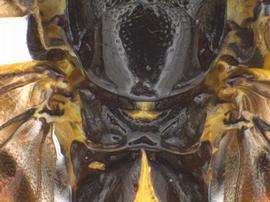   Calameuta clavata  female cenchri; photo by J. Orr, WSDA 
