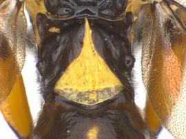   Calameuta clavata  female tergite 1; photo by J. Orr, WSDA 
