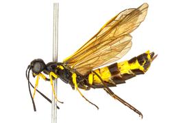   Calameuta clavata  female lateral habitus; photo by J. Orr, WSDA 
