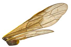   Calameuta clavata nbsp;wing; photo by J. Orr, WSDA 
