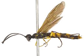   Calameuta clavata  male lateral habitus; photo by J. Orr, WSDA 
