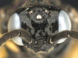  Caliroa sp. male face; photo by Q. Baine, WSDA 
